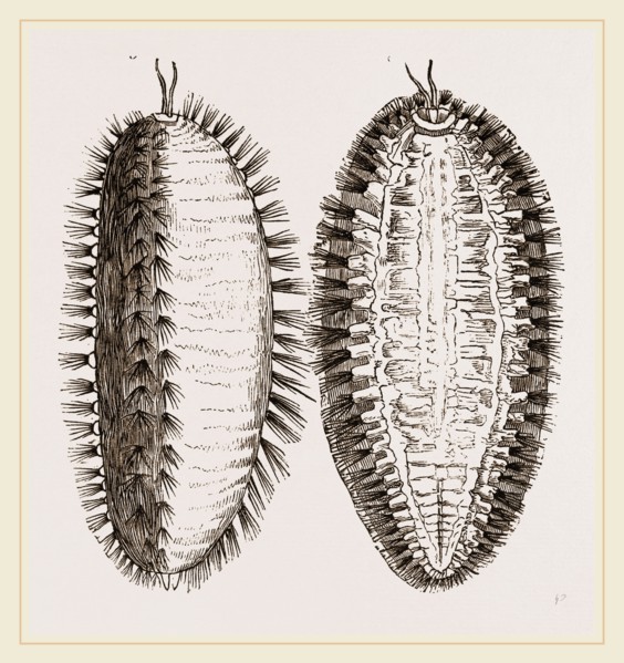 Sea-Mouse