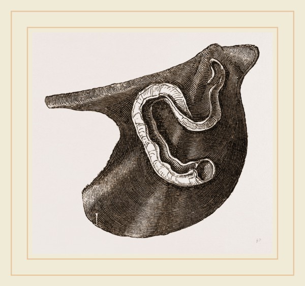 Vermilia triquetra