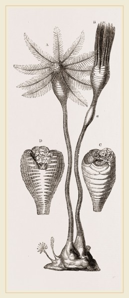 Apiocrinites rotundas