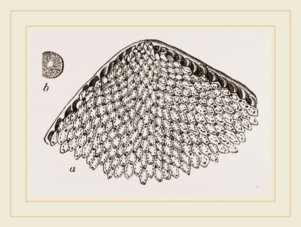 Lunulite en parasol