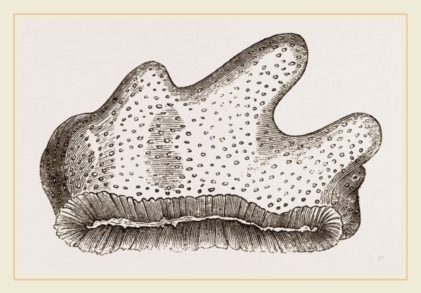 Heliopora caerulea