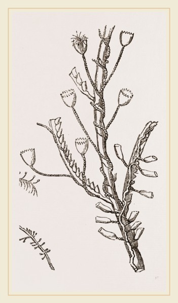 Campanutaria volubilis