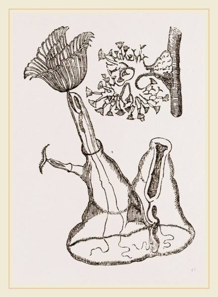 Plumatella cristata