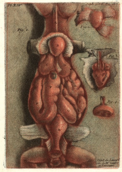 Jean-Baptiste André Gautier-Dagoty (French, 1740 - 1786). Dissection of a Lizard, Plate 15, 1756.