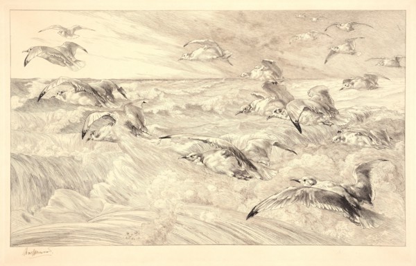 Félix Bracquemond (French, 1833 - 1914). Sea Gulls (Les Mouettes). Etching. Plate: 296 mm x 464 mm