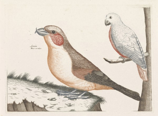 In the foreground a crossbill, right on a branch a white bird with curved beak, print maker: