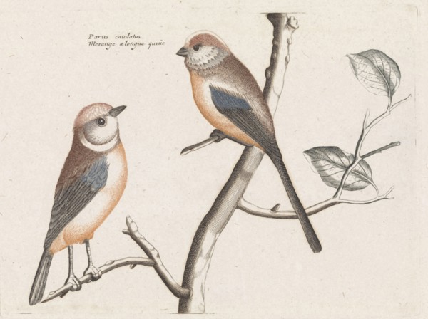 tailed tits, Anonymous, Johan Teyler, 1688 - 1698