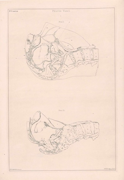 Anatomy of the pelvis, with numbers, Jacob van der Schley, 1762