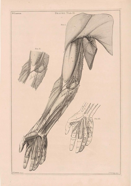 Anatomy of the arm, hand and shoulder with numbers, Jacob van der Schley, 1762