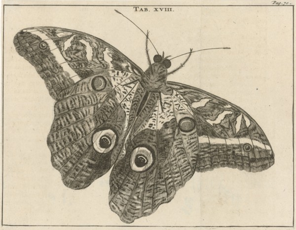 Surinamese giant butterfly XVIII, Jan Luyken, Jan Claesz ten Hoorn, 1680