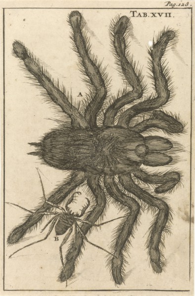 Spiders XVII, Jan Luyken, Jan Claesz ten Hoorn, 1680