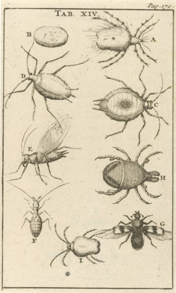 bugs XIV Jan Luyken, Jan Claesz ten Hoorn, 1680