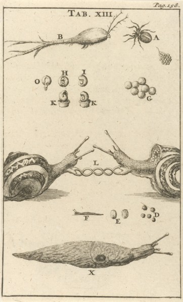 Snails XIII, Jan Luyken, Jan Claesz ten Hoorn, 1680