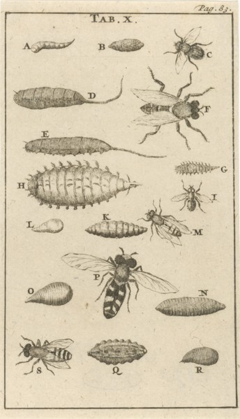 Bees and wasps X, Jan Luyken, Jan Claesz ten Hoorn, 1680