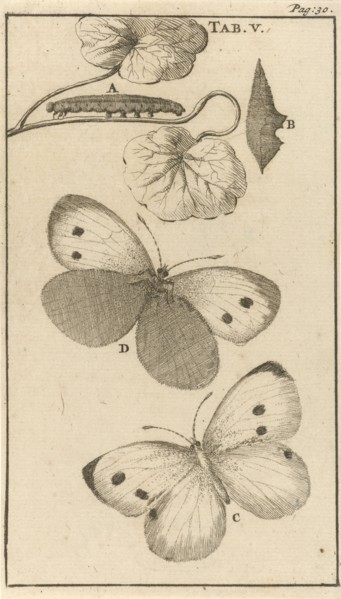 Caterpillars, dolls and butterflies V, Jan Luyken, Jan Claesz ten Hoorn, 1680