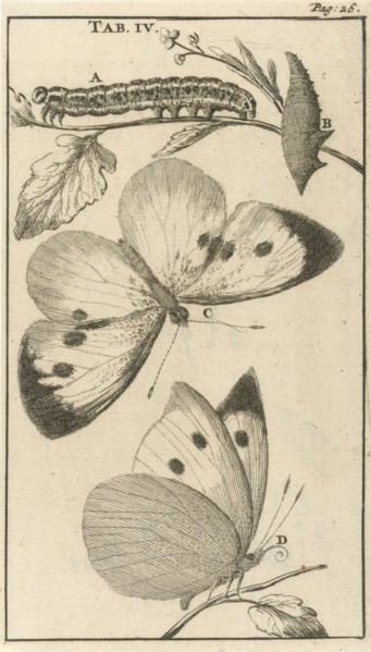 Caterpillars, dolls and butterflies IV, Jan Luyken, Jan Claesz ten Hoorn, 1680