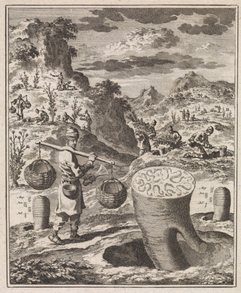 Treatment of a root in order to obtain asafoetida, Jan Luyken, H.W. Meyer, 1712