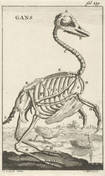 Skeleton of a goose, Jan Luyken, Jan Claesz ten Hoorn, 1680