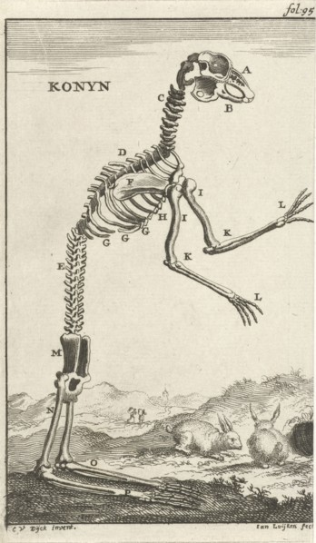 Skeleton of a rabbit, Jan Luyken, Jan Claesz ten Hoorn, 1680
