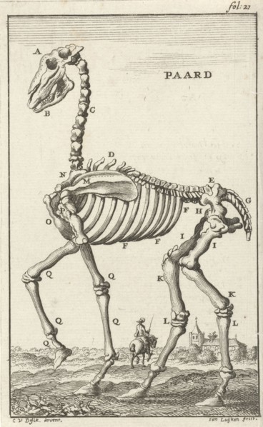 Skeleton of a horse, Jan Luyken, Jan Claesz ten Hoorn, 1680