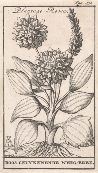 Plantain, Caspar Luyken, Jan Claesz ten Hoorn, 1698