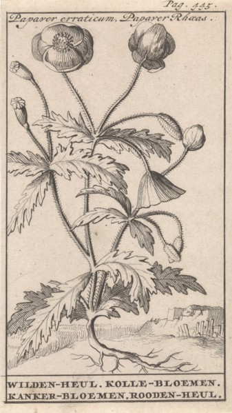 Poppy, Caspar Luyken, Jan Claesz ten Hoorn, 1698