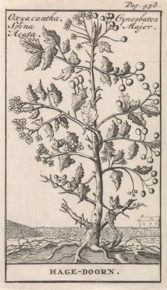 Haw, Caspar Luyken, Jan Claesz ten Hoorn, 1698
