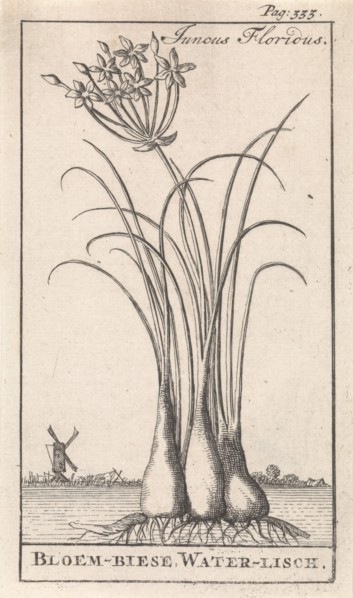 Common spike-rush, creeping spike-rush or marsh spike-rush, Eleocharis palustris, Caspar Luyken,