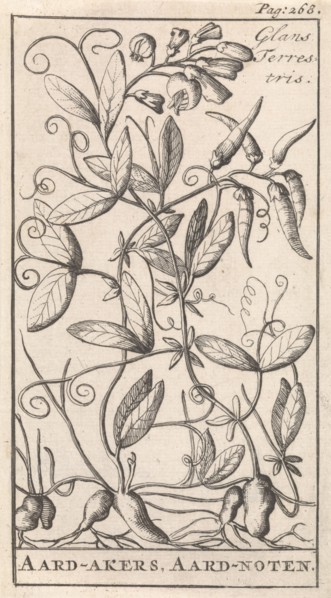 Lathyrus tuberosus, also known as the tuberous pea, tuberous vetchling, earthnut pea, aardaker