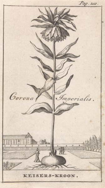 Imperial Crown, Caspar Luyken, Jan Claesz ten Hoorn, 1698