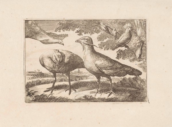 Geese and a cockatoo, Francis Barlow, Pieter Schenk (I), 1675 - 1711