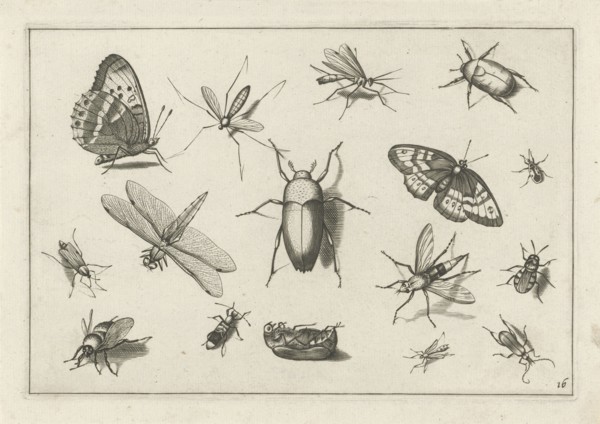 Insects, Jacob Hoefnagel, Joris Hoefnagel, Claes Jansz. Visscher (II), 1630