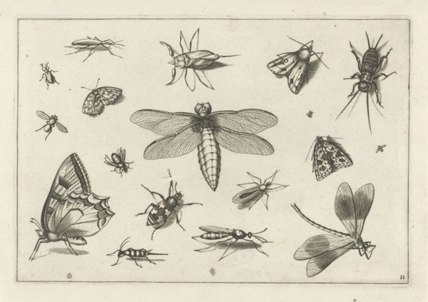Insects, Jacob Hoefnagel, Joris Hoefnagel, Claes Jansz. Visscher (II), 1630