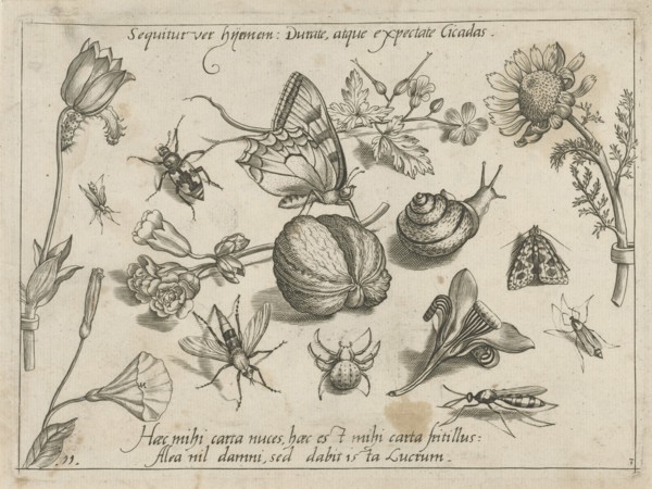 Insects, flowers and a snail around a walnut, Jacob Hoefnagel, Joris Hoefnagel, 1592
