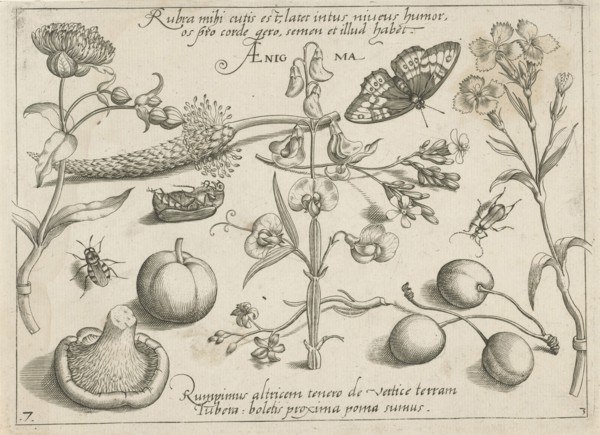 Insects, plants and fruits around a sweet pea, print maker: Jacob Hoefnagel, Joris Hoefnagel,