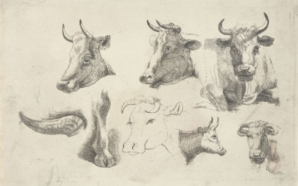 Study Sheet with heads of cows, Andries Leijerdorp, 1799 - 1854