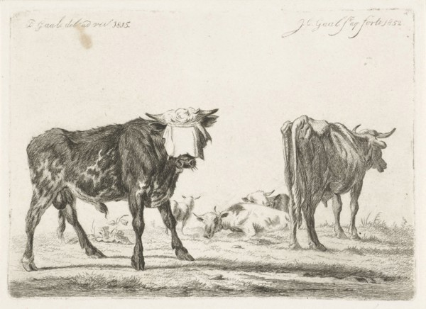 Blindfolded bull to herd cattle, Jacobus Cornelis Gaal, 1852