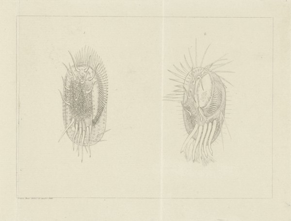Two infusoria, Jacob Rees, 1881