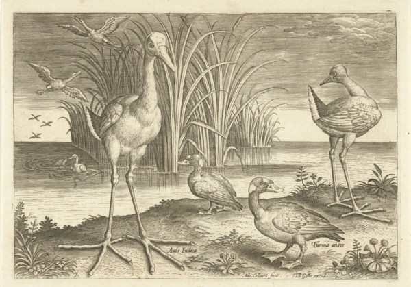Some waterfowl on a shore, Adriaen Collaert, 1598 - 1618