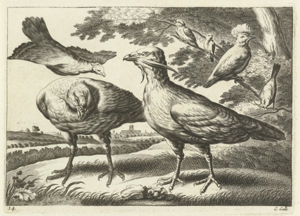 Geese and a cockatoo, Pieter van Lisebetten, Wenceslaus Hollar, Francis Barlow, 1654 - 1678