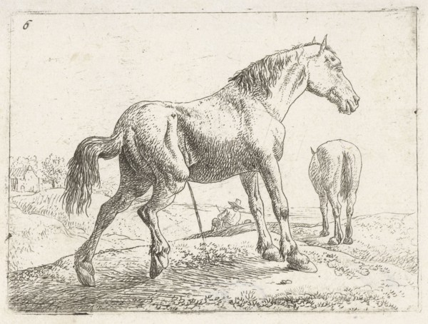 A horse, Jan van Aken, Jochem Bormeester, 1624 - 1661