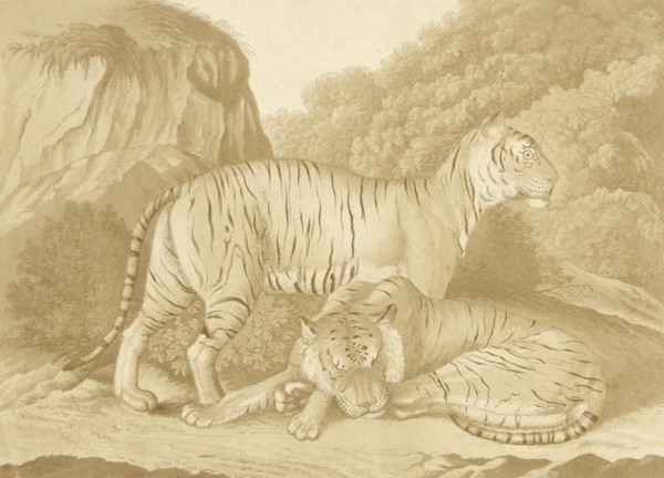 Two tigers in a landscape, Isaac van Haastert, c. 1768 - 1834