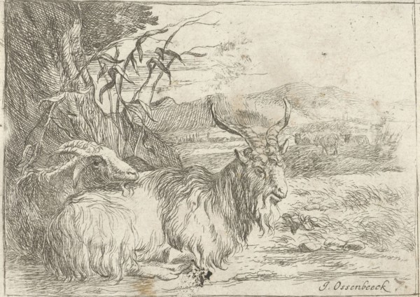 Goat under a tree, Jan van Ossenbeeck, Nicolaes Pietersz. Berchem, 1647 - 1674