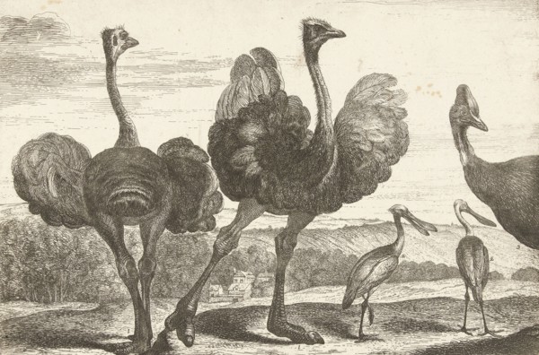 Ostriches, cassowary and spoonbill, De Poilly, Lodewijk XIV (koning van Frankrijk), 1670 - 1674