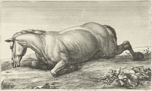 Killed horse lying on stomach, Jan van Huchtenburg, Adam Frans van der Meulen, unknown, 1674 - 1733