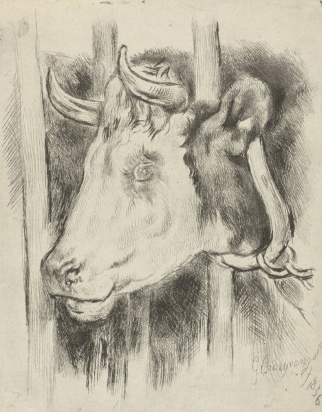 Head of a cow, print maker: Gijsbertus Craeyvanger, 1836