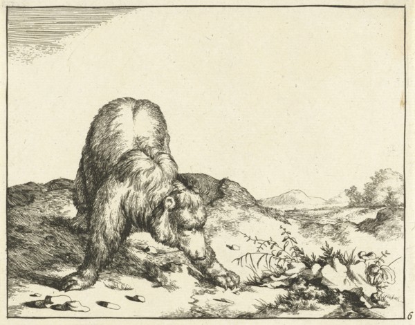 Standing Bear, from the front, the front legs wide apart