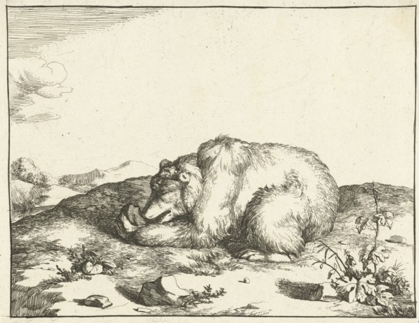 Bear, eating something from his left leg, Marcus de Bye, Marcus Gerards I 1664