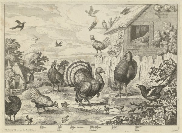 Various poultry and a turkey, Jan Griffier (I), Jacob Gole, 1670 - 1724