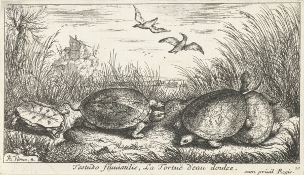 Four freshwater turtles between grass and reed, Philippus Endlich, Isaac de la Fontaine, Reinier &
